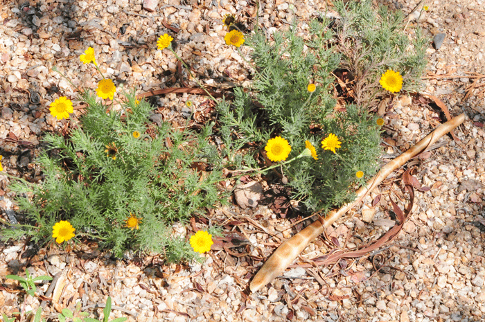 Fiveneedle Pricklyleaf has several local names including Fiveneedle Fetid Marigold, a reference to the plants glands which emit a sharp pungent odor. Thymophylla pentachaeta